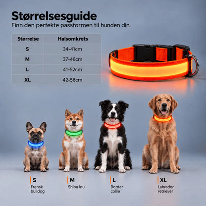 LED Halsbånd