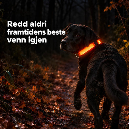 LED Halsbånd