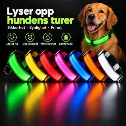 LED Halsbånd